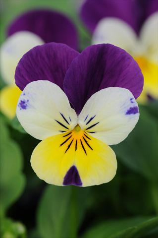 photo of flower to be used as: Pot and bedding Viola cornuta Sorbet™ Lemon Royal XP