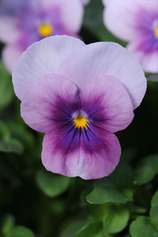 photo of flower to be used as: Pot and bedding Viola cornuta Sorbet™ Orchid Rose Beacon XP