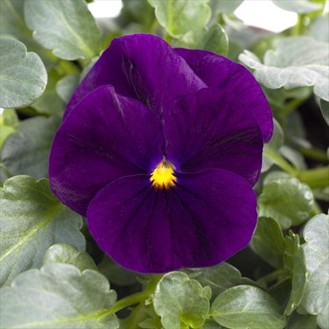 photo of flower to be used as: Pot and bedding Viola cornuta Sorbet™ Purple XP