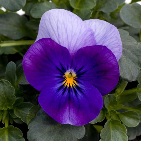 photo of flower to be used as: Pot and bedding Viola cornuta Sorbet™ Violet Beacon XP