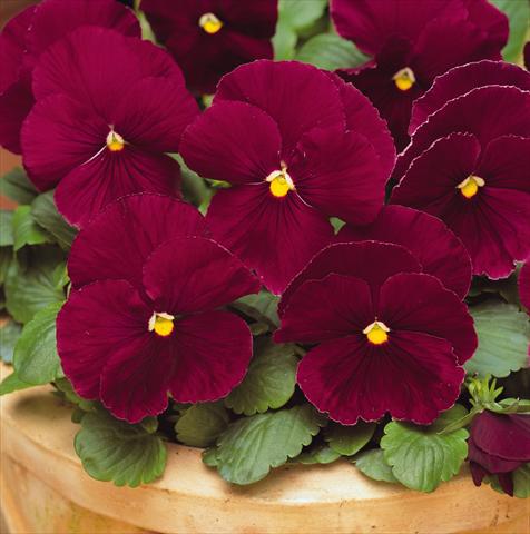 photo of flower to be used as: Pot and bedding Viola wittrockiana Matrix Deep Rose