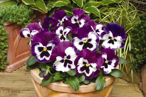 photo of flower to be used as: Pot and bedding Viola wittrockiana Matrix Purple & White
