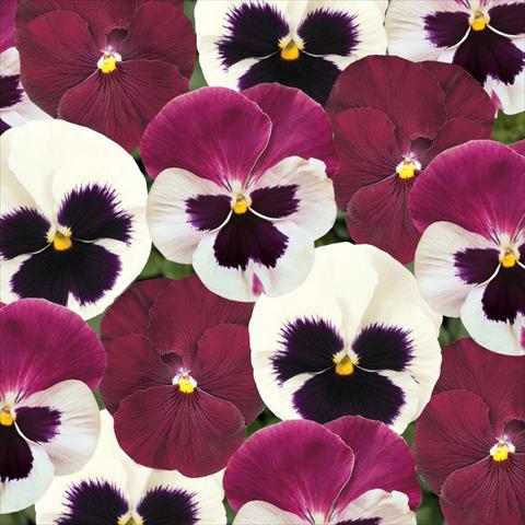 photo of flower to be used as: Pot and bedding Viola wittrockiana Matrix Raspberry Sundae Mix