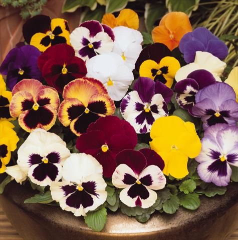 photo of flower to be used as: Pot and bedding Viola wittrockiana Matrix Select Mix