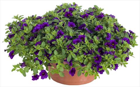 photo of flower to be used as: Pot and bedding Calibrachoa Lindura® Indigo