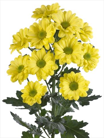 photo of flower to be used as: Cutflower Chrysanthemum Bacardi Yellow