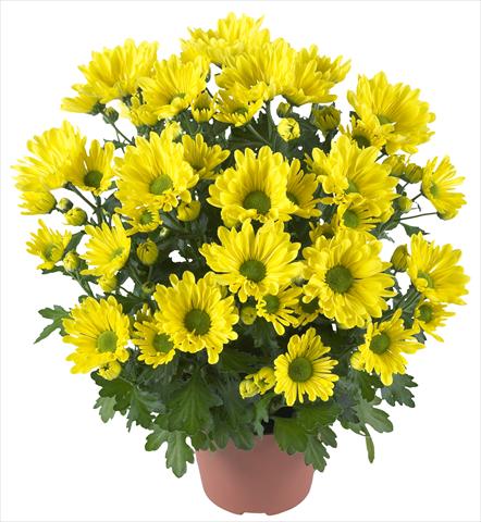 photo of flower to be used as: Pot and bedding Chrysanthemum Breeze Yellow