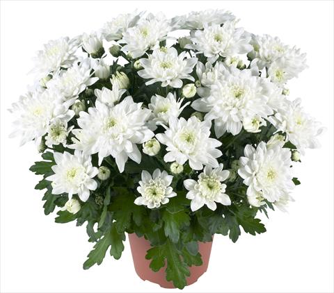 photo of flower to be used as: Pot and bedding Chrysanthemum Chrystal White