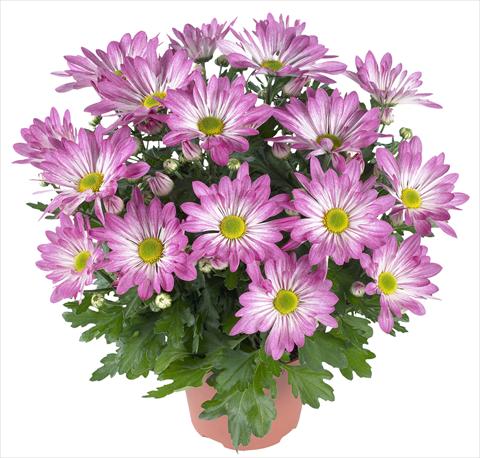 photo of flower to be used as: Pot and bedding Chrysanthemum Rainbow Rosy