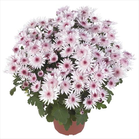 photo of flower to be used as: Pot and bedding Chrysanthemum Splash Sweet