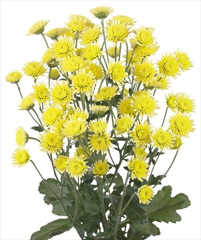 photo of flower to be used as: Cutflower Chrysanthemum Stallion Yellow