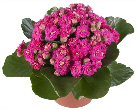 photo of flower to be used as: Pot and bedding Kalanchoe Calandiva® Foster