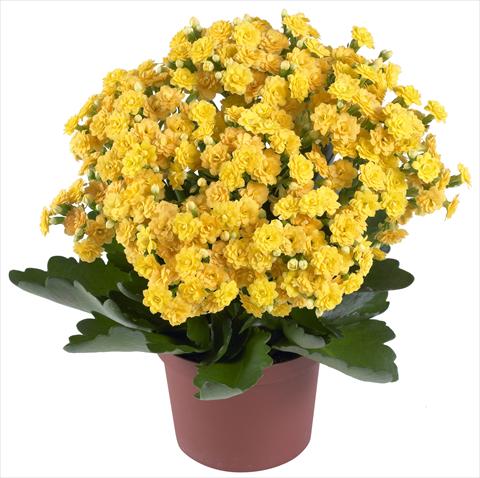 photo of flower to be used as: Pot and bedding Kalanchoe Calandiva® Jamaica