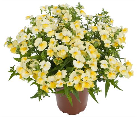 photo of flower to be used as: Bedding pot or basket Nemesia Angelart® Pineapple