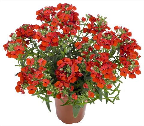 photo of flower to be used as: Bedding pot or basket Nemesia Angelart® Strawberry