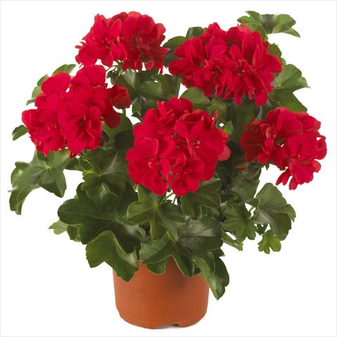 photo of flower to be used as: Pot, patio, basket Pelargonium peltatum Dancing Idols® Scarlet