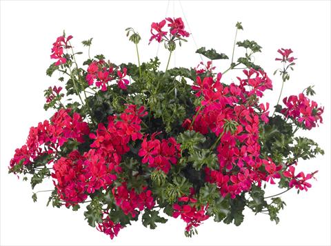 photo of flower to be used as: Pot, patio, basket Pelargonium peltatum Grand Idols® Neon