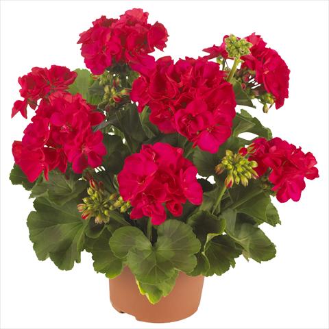 photo of flower to be used as: Patio, pot Pelargonium zonale Summer Idols® Cerise