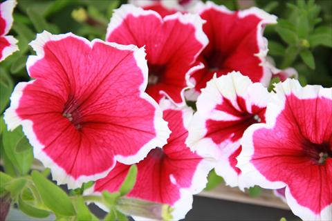 photo of flower to be used as: Pot, patio, basket Petunia Fortunia® Pink Picotee