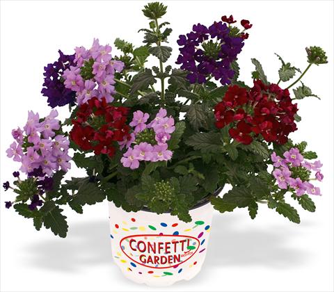 photo of flower to be used as: Pot, patio, basket 3 Combo RED FOX Confetti Garden Empress Royal Flush