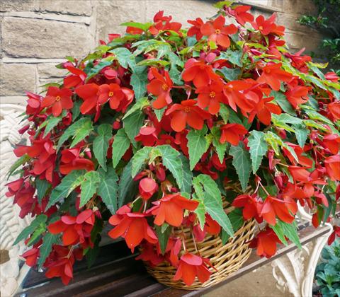 photo of flower to be used as: Pot, patio, basket Begonia Carmina Red