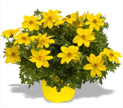 photo of flower to be used as: Pot, patio, basket Bidens ferulifolia Bidy Gonzales Big