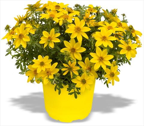 photo of flower to be used as: Pot, patio, basket Bidens ferulifolia Bidy Gonzales Trailing