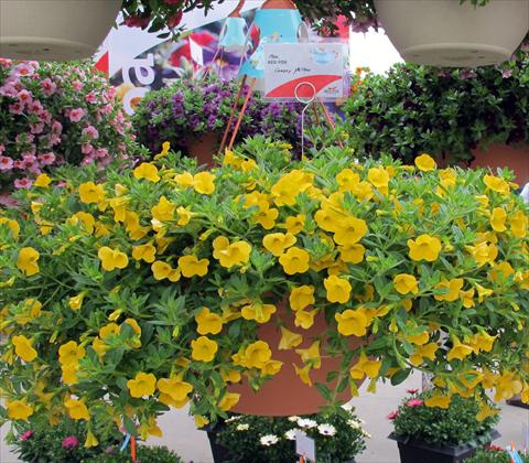 photo of flower to be used as: Pot, patio, basket Calibrachoa RED FOX Aloha® Canary Yellow