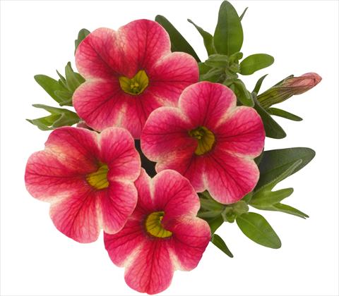 photo of flower to be used as: Pot, patio, basket Calibrachoa RED FOX Aloha® Pink Volcano