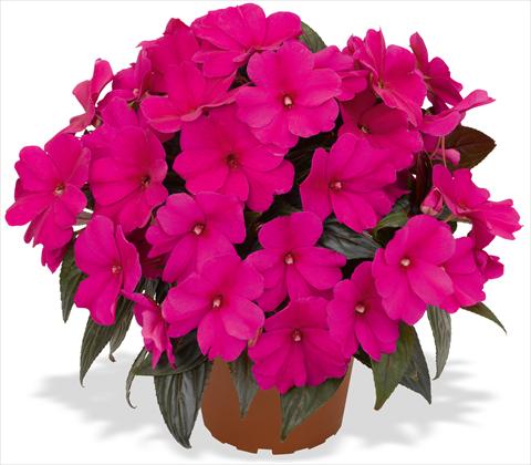 photo of flower to be used as: Pot and bedding Impatiens N. Guinea RED FOX Magnum Blue