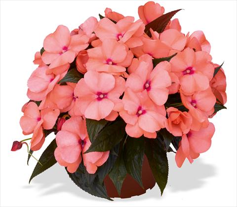 photo of flower to be used as: Pot and bedding Impatiens N. Guinea RED FOX Magnum Peach
