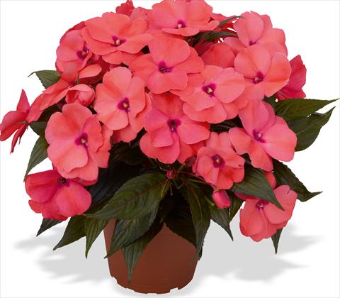 photo of flower to be used as: Pot and bedding Impatiens N. Guinea RED FOX Magnum Salmon