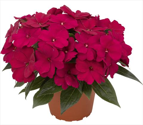 photo of flower to be used as: Pot and bedding Impatiens N. Guinea RED FOX Petticoat Aubergine
