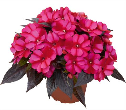 photo of flower to be used as: Pot and bedding Impatiens N. Guinea RED FOX Petticoat Bluestar