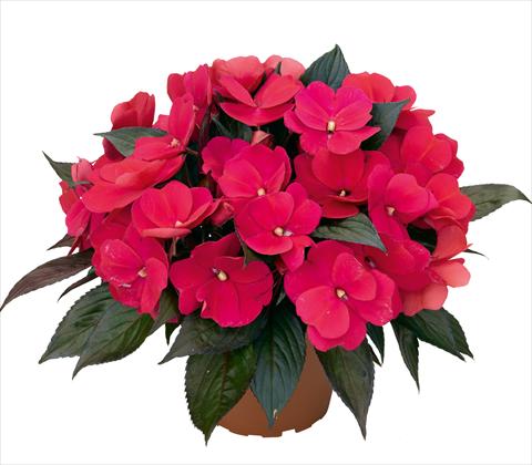 photo of flower to be used as: Pot and bedding Impatiens N. Guinea RED FOX Petticoat Neon Night