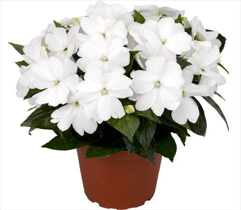 photo of flower to be used as: Pot and bedding Impatiens N. Guinea RED FOX Petticoat White