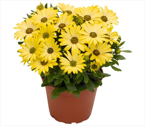 photo of flower to be used as: Pot and bedding Osteospermum RED FOX Summertime® Yellow
