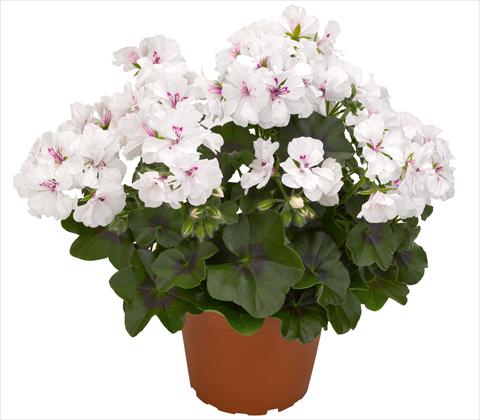 photo of flower to be used as: Pot, patio, basket Pelargonium peltatum RED FOX Atlantic White