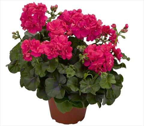 photo of flower to be used as: Pot, patio, basket Pelargonium peltatum RED FOX Pacific Hot Pink