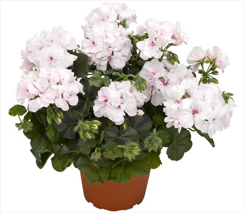 photo of flower to be used as: Pot, patio, basket Pelargonium peltatum RED FOX Great Balls of Fire White