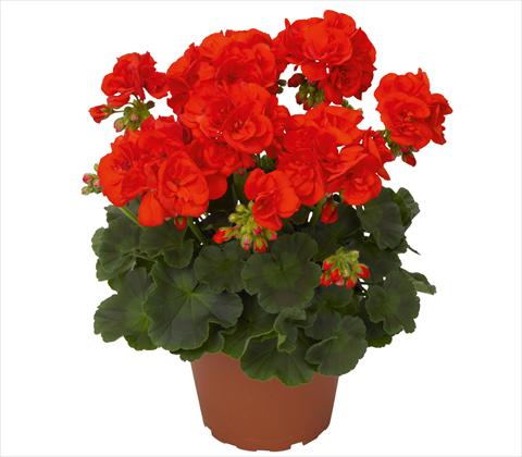 photo of flower to be used as: Patio, pot Pelargonium zonale Andria