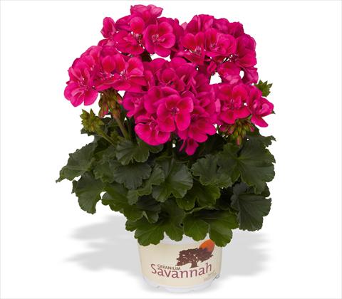photo of flower to be used as: Patio, pot Pelargonium zonale RED FOX Tex Mex Merlot Sizzle