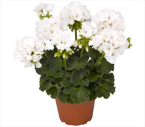photo of flower to be used as: Patio, pot Pelargonium zonale RED FOX Survivor White 2011