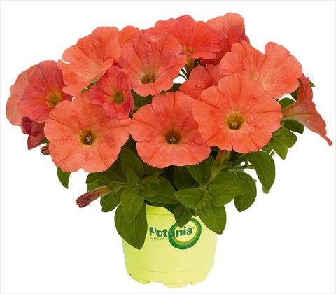 photo of flower to be used as: Pot, patio, basket Petunia RED FOX Potunia® Plus Papaya