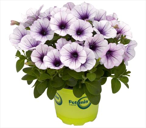photo of flower to be used as: Pot, patio, basket Petunia RED FOX Potunia® Piccola Blue Ice