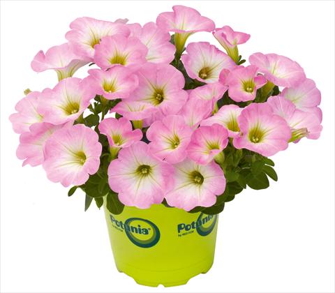 photo of flower to be used as: Pot, patio, basket Petunia RED FOX Potunia® Piccola Pink