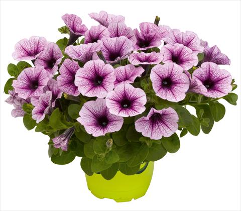 photo of flower to be used as: Pot, patio, basket Petunia x hybrida RED FOX Potunia® Piccola Purple Ice
