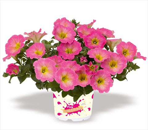 photo of flower to be used as: Pot, patio, basket Petunia x hybrida RED FOX Surprise Pink Lemonade