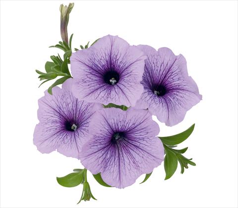 photo of flower to be used as: Pot, patio, basket Petunia x hybrida RED FOX Sweetunia® Blueberry Ice