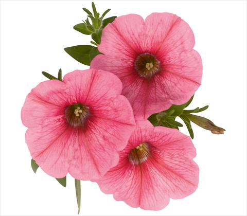 photo of flower to be used as: Pot, patio, basket Petunia x hybrida RED FOX Sweetunia® Bubble Gum